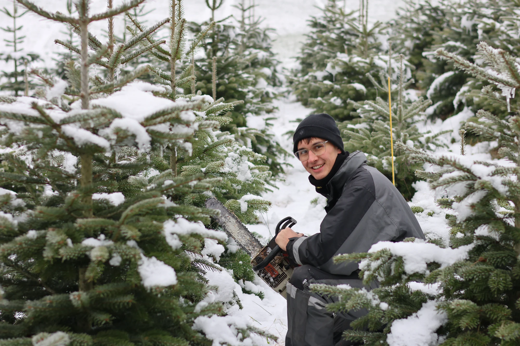 Christbaumernte von Hand in der verschneiten Kultur
