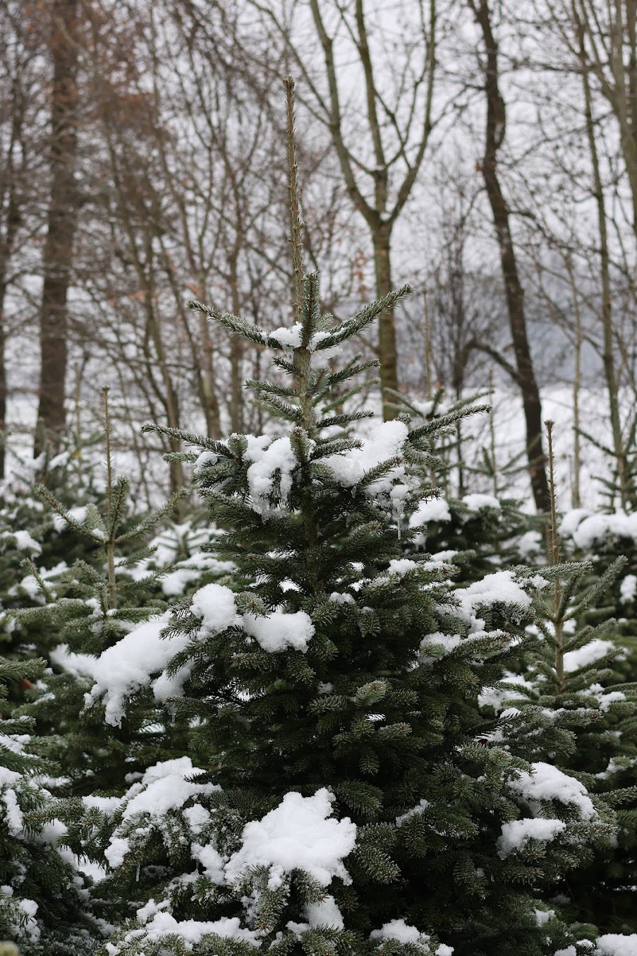 Ein natürlich gewachsener Christbaum im verschneiten Feld
