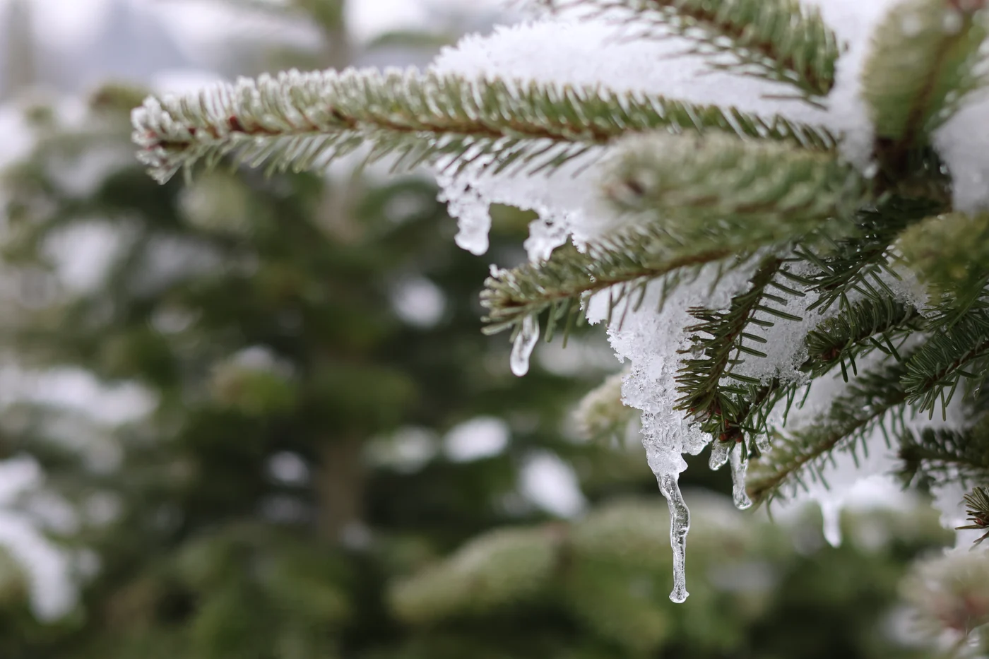 Schnee und Eiszapfen an einem Christbaumzweig